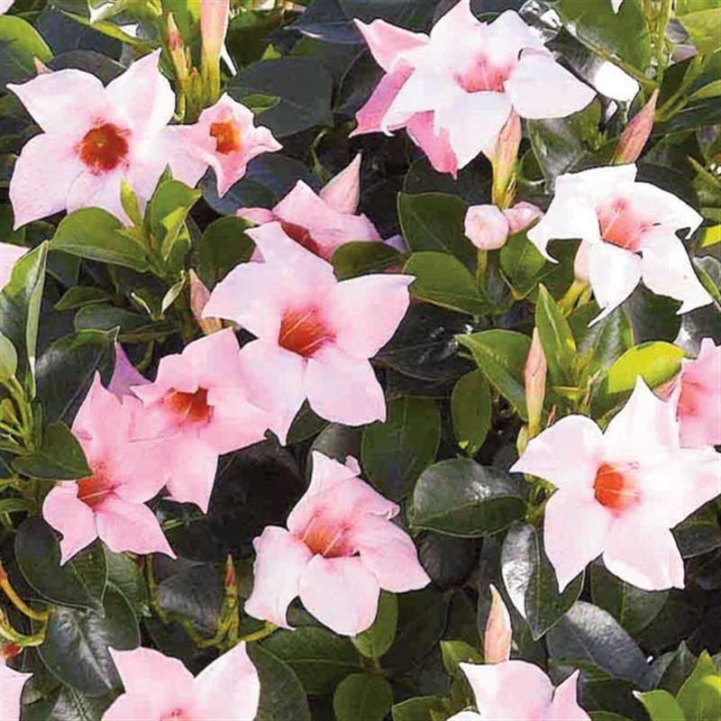 Sundevilla cream pink®